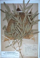 藏品(孟宗竹)的圖片